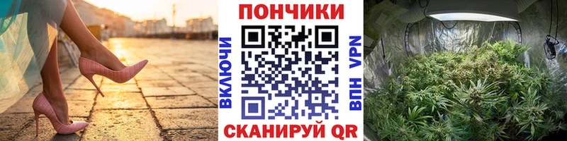 где найти   Усинск  Канабис сатива 